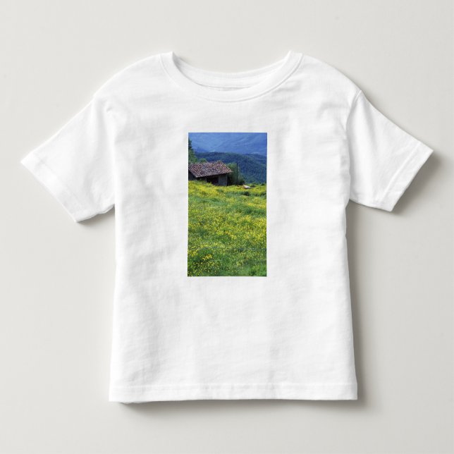 Europa, Italien, Toscana, Siena, Chianti. Tee (Framsida)