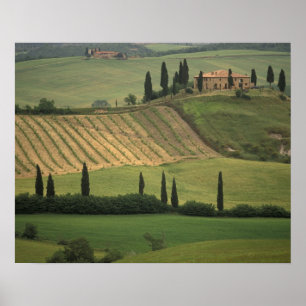 Europa, Italien, Toscana, Val d' Orcia, toskansk Poster