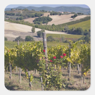 Europa, Italien, Umbrien, nära Montefalco, vingård Fyrkantigt Klistermärke