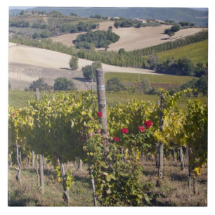 Europa, Italien, Umbrien, nära Montefalco, vingård Kakelplatta