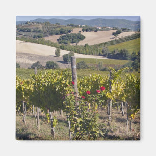 Europa, Italien, Umbrien, nära Montefalco, vingård Magnet