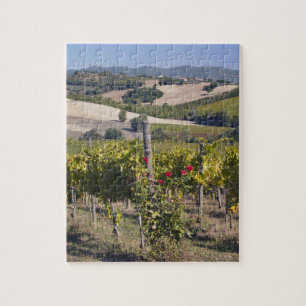 Europa, Italien, Umbrien, nära Montefalco, vingård Pussel