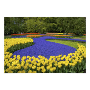 Europa, Nederländerna, Holland, Lisse, Keukenhof Fototryck
