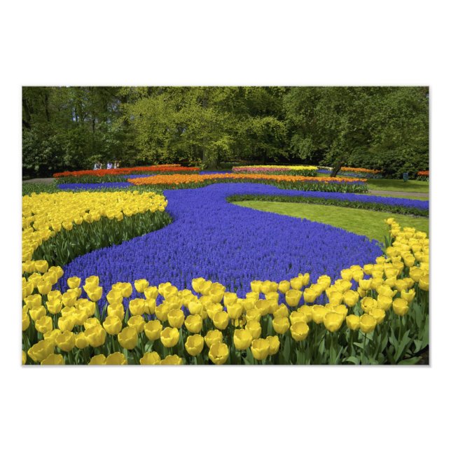 Europa, Nederländerna, Holland, Lisse, Keukenhof Fototryck (Framsidan)
