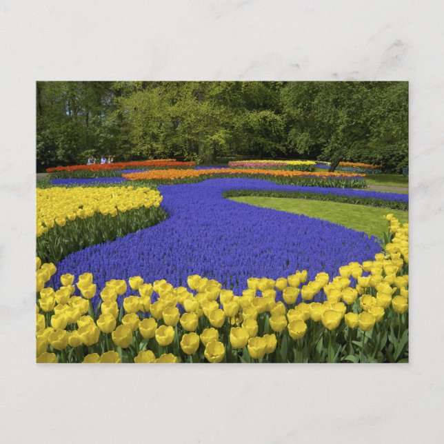 Europa, Nederländerna, Holland, Lisse, Keukenhof Vykort (Framsida)