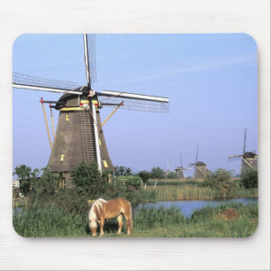 Europa, Nederländerna, Zuid Holland, Kinderdijk. 2 Musmatta