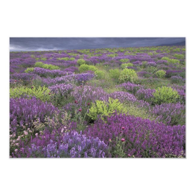 Europa, Turkiet, Cappadocia. Landsbygdslandskap 3 Fototryck (Framsidan)