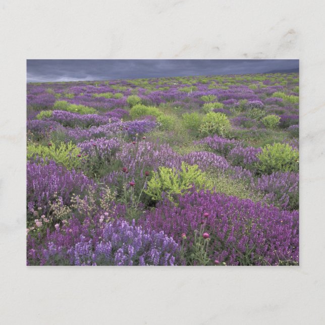 Europa, Turkiet, Cappadocia. Landsbygdslandskap 3 Vykort (Framsida)