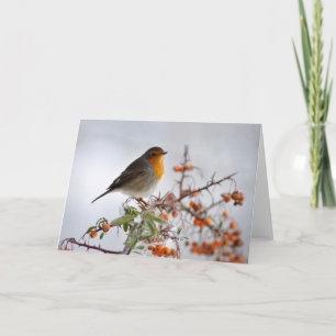 Europé Robin och orange bär Kort