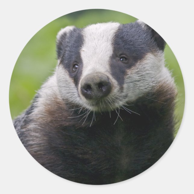 European Badger Sticker Runt Klistermärke (Framsida)