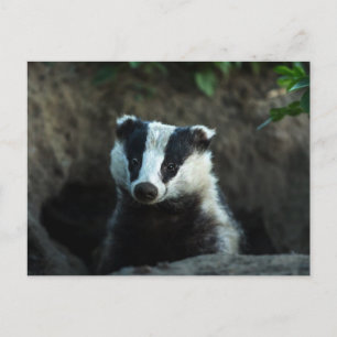 European Badger Vykort