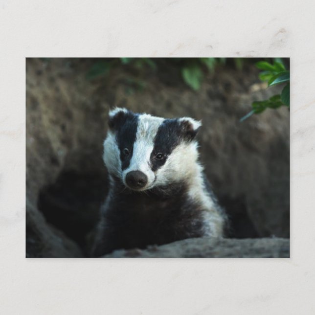 European Badger Vykort (Framsida)