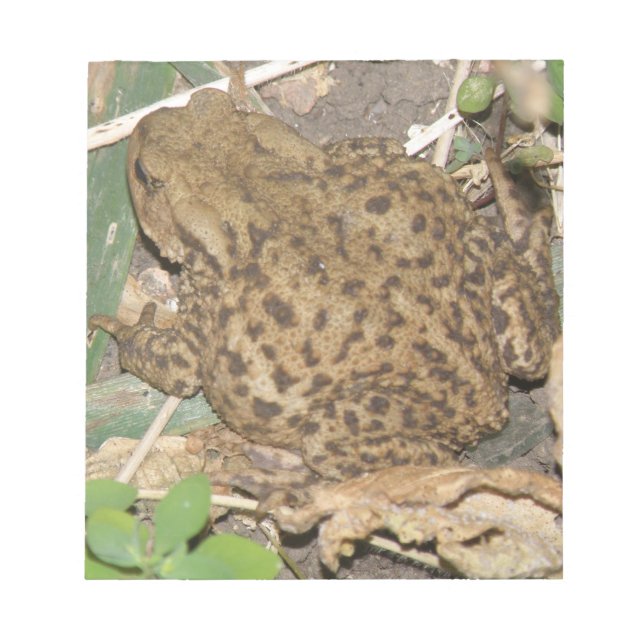 European Common Toad Anteckningsblock (Framsida)