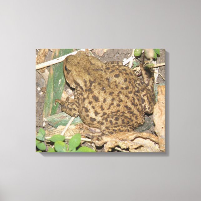 European Common Toad Kanvastryck (Framsida)