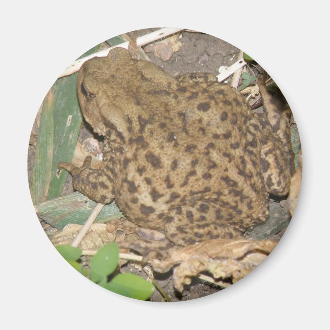 European Common Toad Magnet (Framsidan)