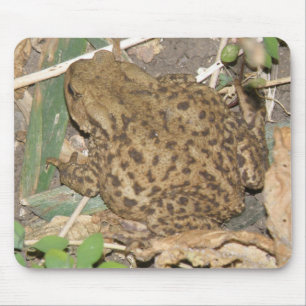 European Common Toad Mousepad Musmatta