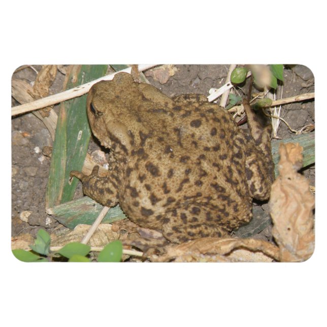 European Common Toad Premium Magnet (Horisontell)