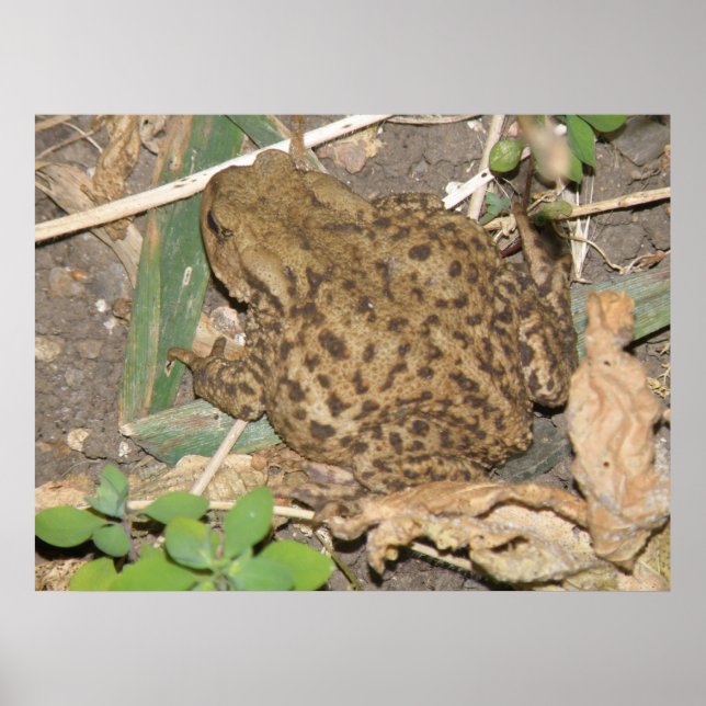 European Common Toad Print Poster (Framsidan)