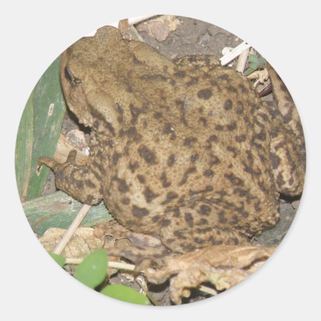 European Common Toad Stickers Runt Klistermärke (Framsida)