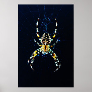 European Garden Spider Wapcn Poster