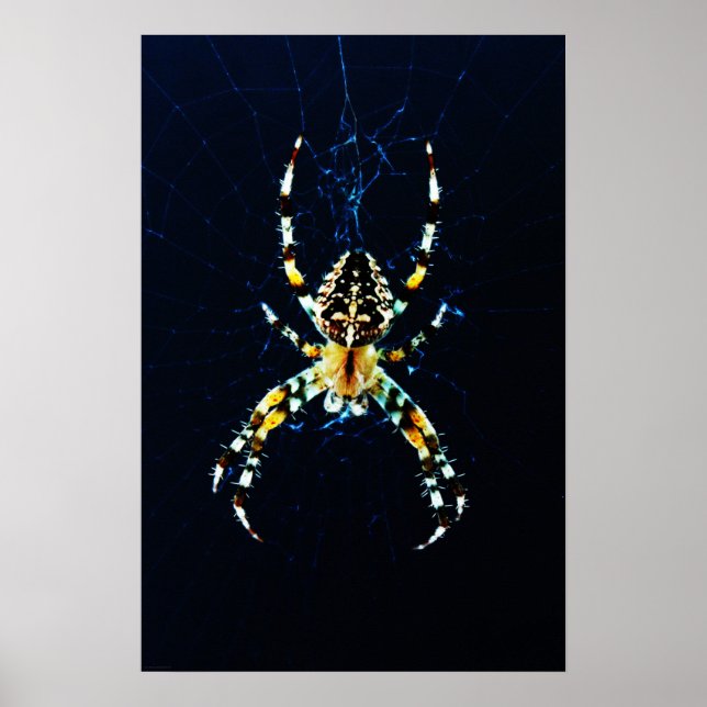 European Garden Spider Wapcn Poster (Framsidan)