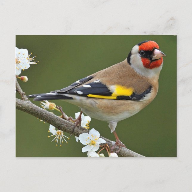 European Goldfinch (Carduelis carduelis) Vykort (Framsida)