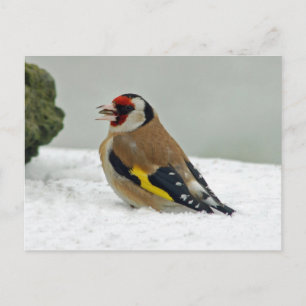 European Goldfinch i snö vycard Vykort