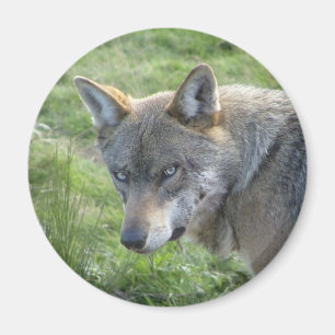 European grått varg magnet