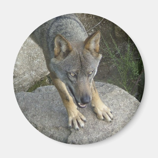 European grått varg magnet (Framsidan)