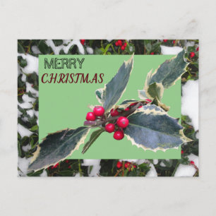 European Holly med Snö God jul vykort