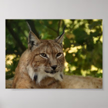 European Lynx