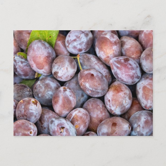 European plums vykort (Framsida)