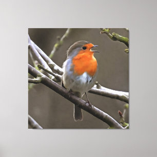 European Robin Red och Grått Painting Canvastryck