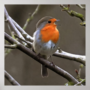 European Robin Red och Grått Painting Poster