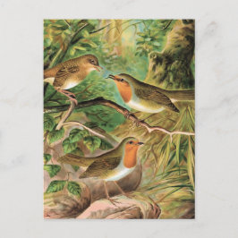 European Robin Vintage Bird Illustration Vykort