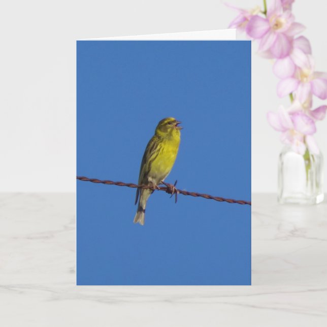 European Serin Bird Porträtt Kort (Orkide)