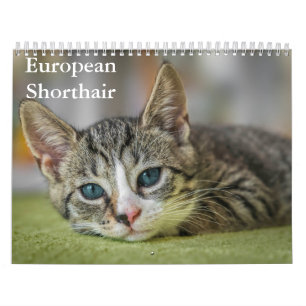 European Shorthair Calendar Kalender