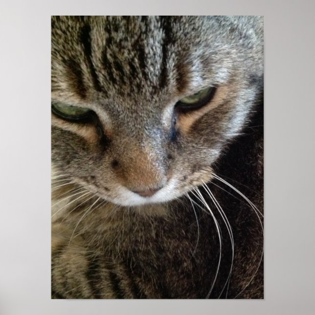 European Shorthair Tabby katt Closeup Poster (Framsidan)