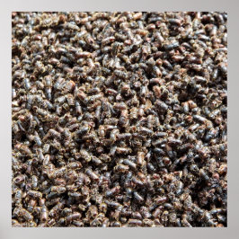 European spruce bark beetle poster