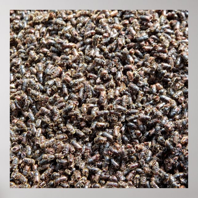 European spruce bark beetle poster (Framsidan)