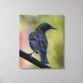 European Starling Canvastryck