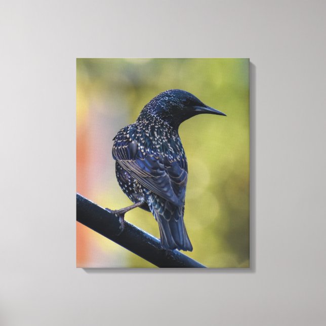 European Starling Canvastryck (Framsida)
