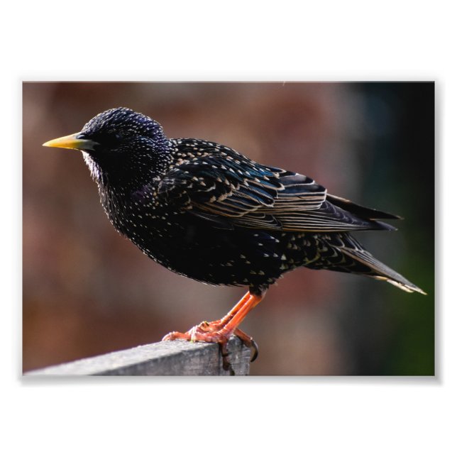European Starling Fototryck (Framsidan)