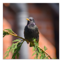European Starling Fototryck