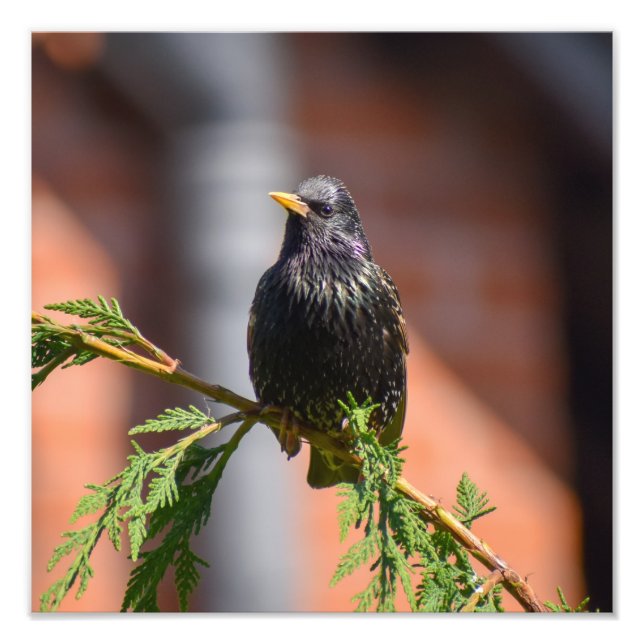 European Starling Fototryck (Framsidan)