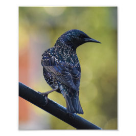 European Starling Fototryck