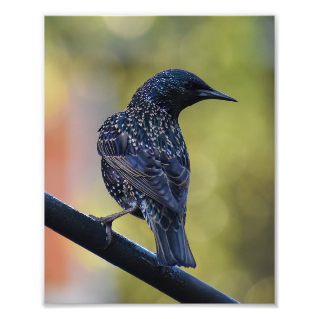 European Starling Fototryck (Framsidan)