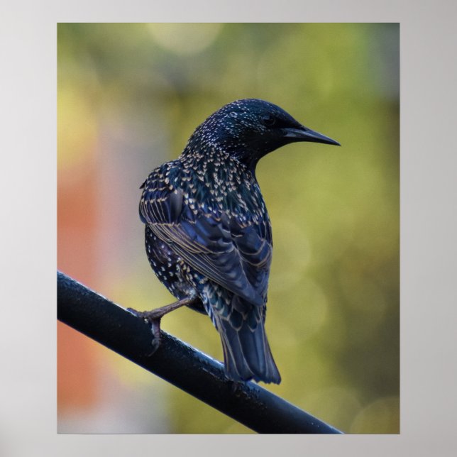 European Starling Poster (Framsidan)