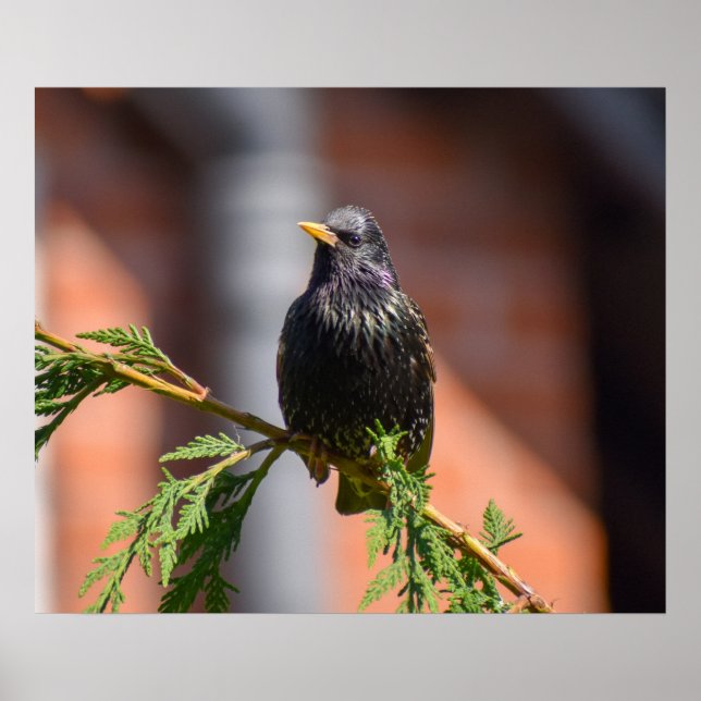 European Starling Poster (Framsidan)