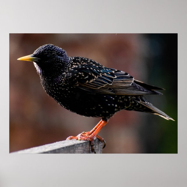 European Starling Poster (Framsidan)